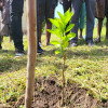 Launch of a major reforestation campaign in the Maritime region
